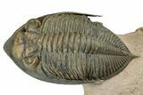 Flying Zlichovaspis Trilobite - Orange Eye Preservation #339540-1